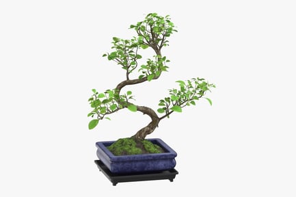 Preview: Elegant Bonsai Tree with Curving Trunk