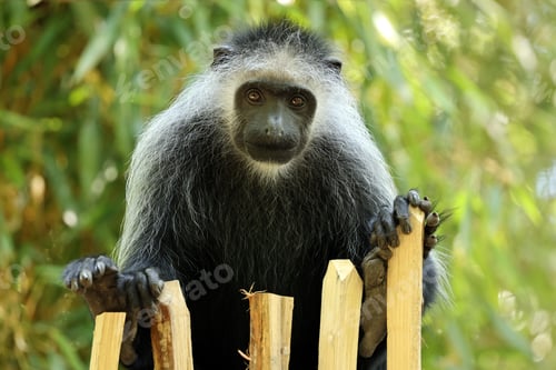 Preview: The king colobus (Colobus polykomos), also known as the western black-and-white colobus