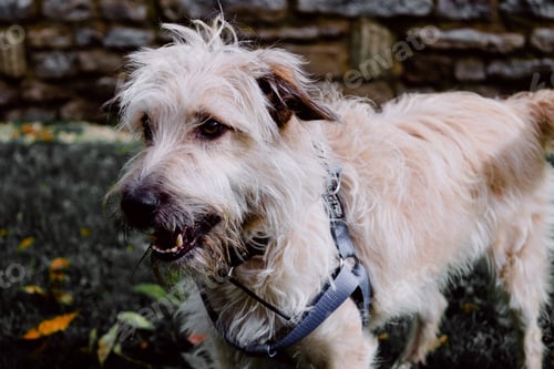 Preview: Closeup shot of glen of imaal terrier with harness standing on green grass