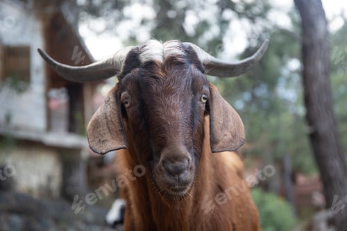 Preview: Funny goat