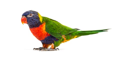 Preview: Rainbow Lorikeet, Trichoglossus moluccanus, isolated