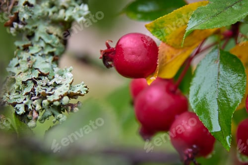 Preview: Wild apples with water drops.