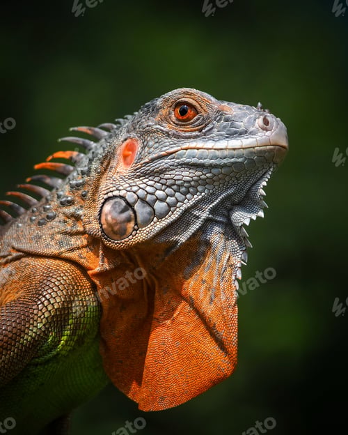 Preview: side red iguana