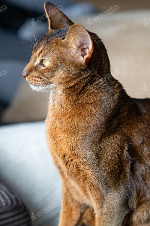 Preview: Cute Abyssinian cat pet sitting on the coach looking to the window