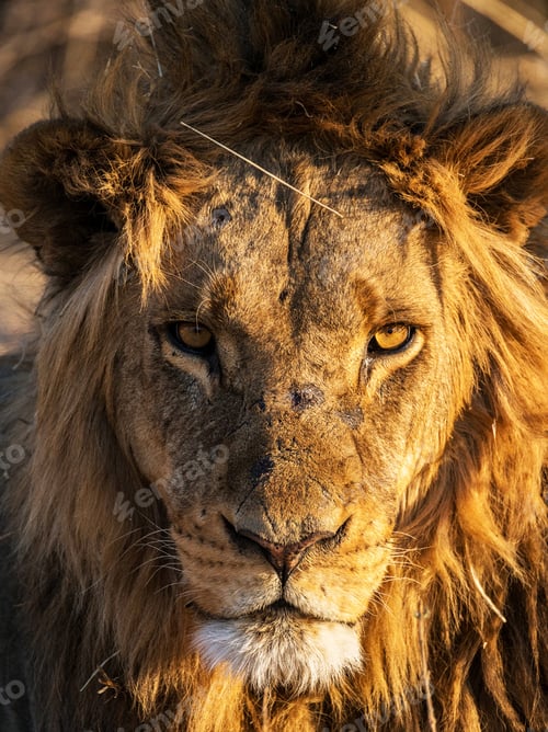Preview: A Magical Botswana Wildlife place in World