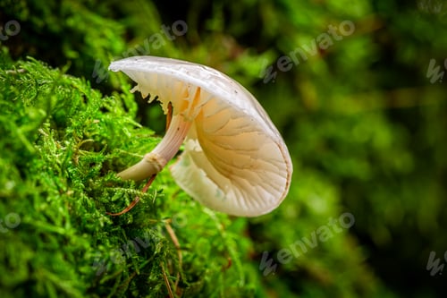 Preview: Beautiful wild mushrooms in the green forest