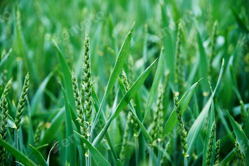 Preview: Green field with wheat ear