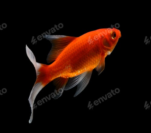 Preview: gold fish isolated on black background