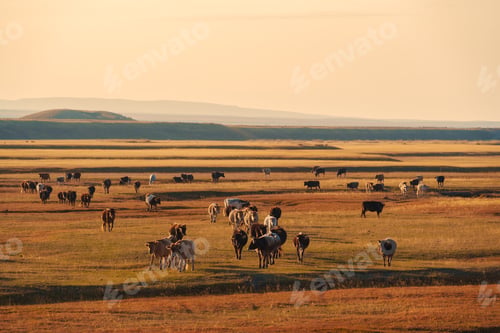 Preview: Cows walking in golden grassland during evening in outdoor farmland
