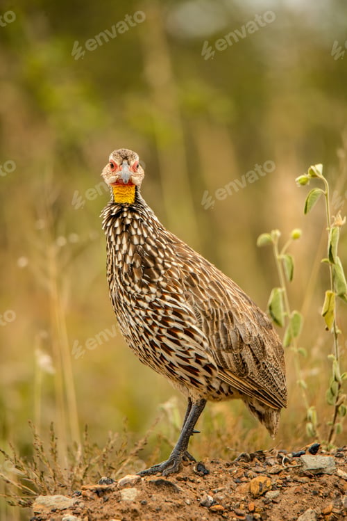 Preview: Yellow necked francolin