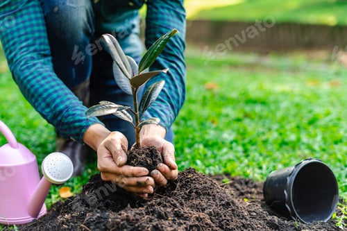 Preview: World environment day reforesting, nature and ecology concept. The hands of the young man were plant