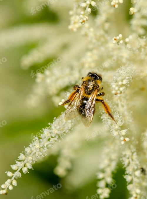 Preview: Close-up bee collects nectar from white astilba, beekeeping.