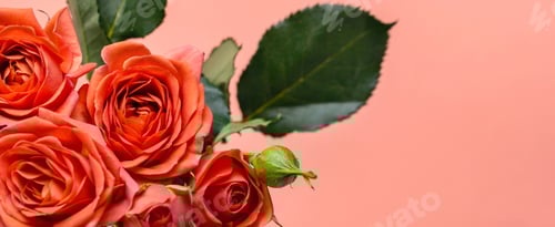 Preview: bouquet of delicate coral roses closeup, banner format