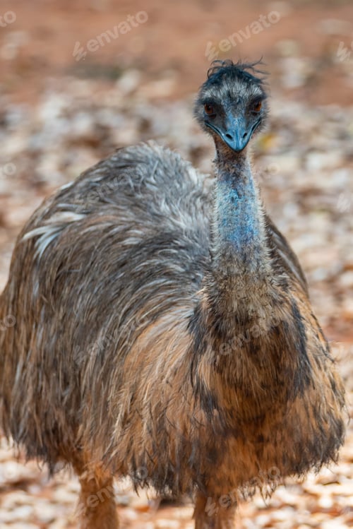 Preview: African ostrich standing and strolling around in zoo with dead and dried leaves fallen