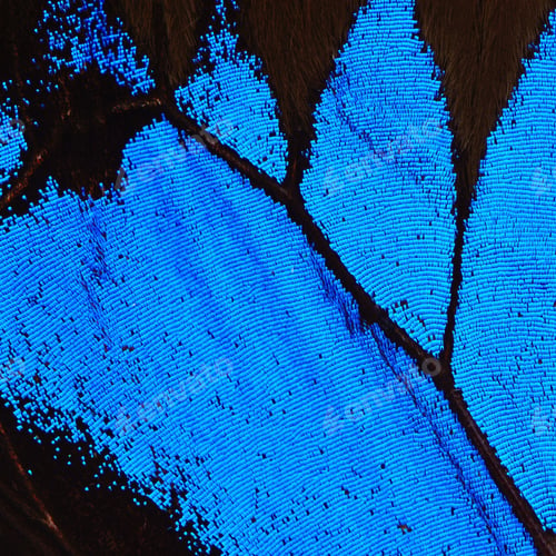 Preview: blue butterfly wing