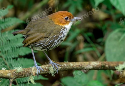 Preview: Chestnut-Crowned Antpitta (Grallaria ruficapilla). Rare ground bird perched on a branch