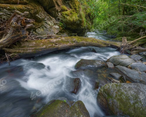 Preview: Fallen tree trunk forms a precarious natural bridge over a river