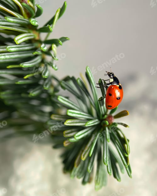 Preview: Defocused nature background with bright Ladybug on a fir or spruce. Close up image. Soft focus