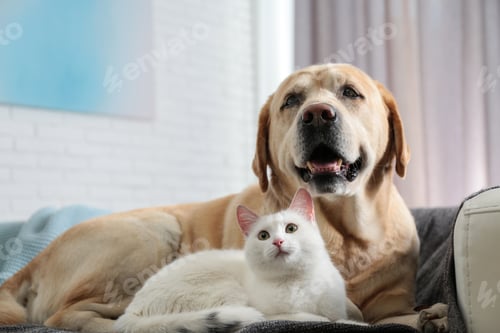 Preview: Adorable dog and cat together on sofa indoors. Friends forever
