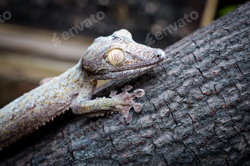 Preview: Exploring the unique reptile life at a park in Madagascar during a sunny afternoon