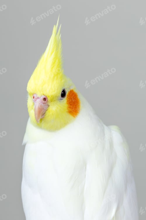Preview: Vertical closeup shot of a cute lutino cockatiel with a bright pastel background