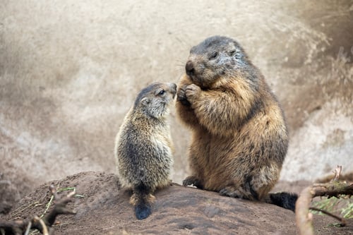 Preview: An Alpine marmots family closeup.