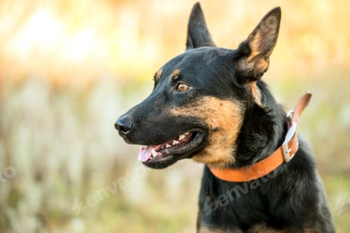 Preview: non-pedigree dog on the grass