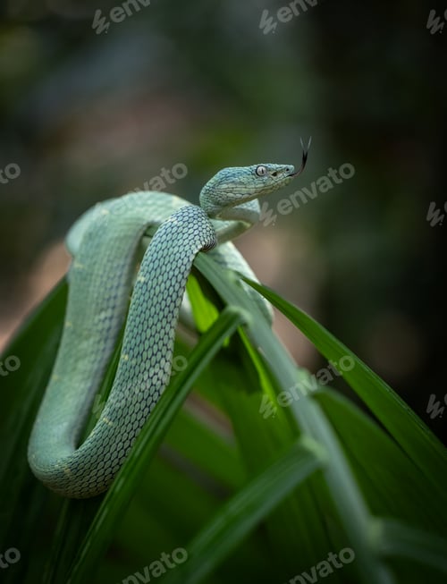 Preview: A Side-striped Palm Pit Viper in Costa Rica