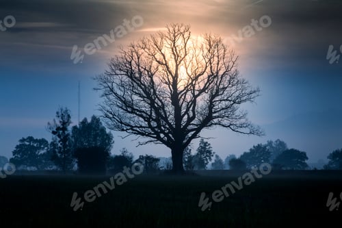 Preview: Lonely Tree in Autumn Mist