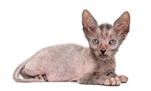 Preview: Kitten Lykoi cat, 7 weeks old, also called the Werewolf cat against white background