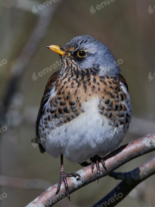 Preview: Fieldfare (Turdus pilaris)