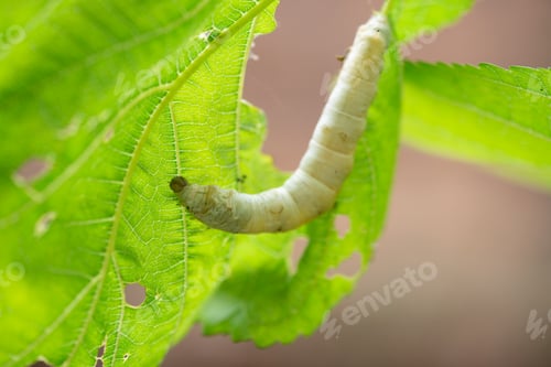 Preview: silkworm