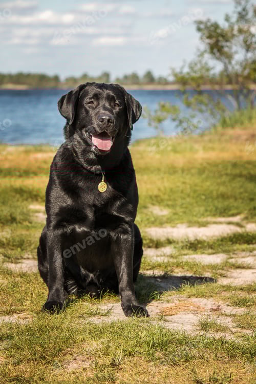 Preview: Labrador Retriever Dog breed on the field. Dog running on the green grass. Active dog outdoor.
