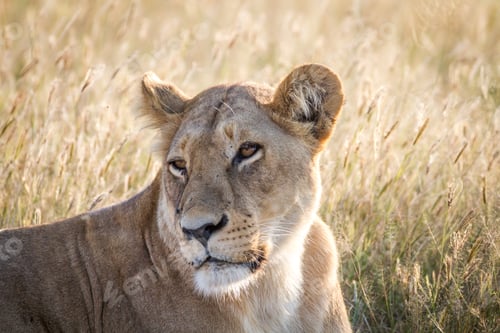 Preview: Close up of a female Lion in Chobe.