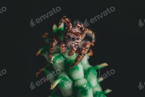 Preview: Cute Jumping Spider on a Houseplant