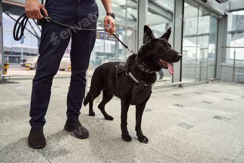 Preview: Security officer with police dog standing at airport terminal