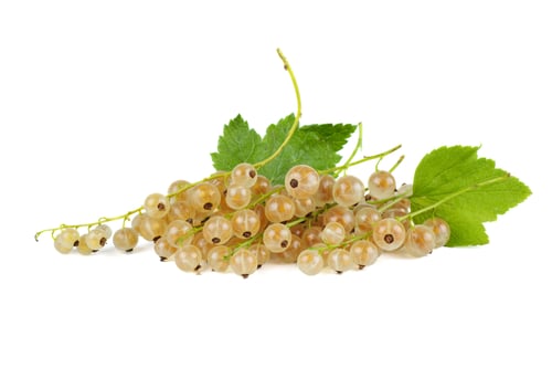Preview: Cluster of white currant berries