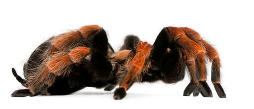 Preview: Tarantula spider, Brachypelma Boehmei, in front of white background