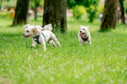 Preview: close-up in summer in the park on the green lawn, a West Highland Terrier and a Maltese dog are