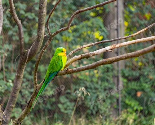 Preview: Portrait of light green parrot