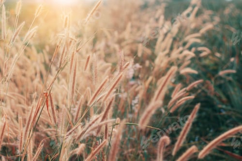 Preview: Grass with sun shining