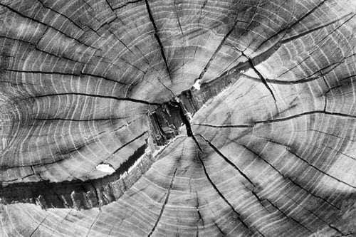 Preview: Wood texture year-old rings background