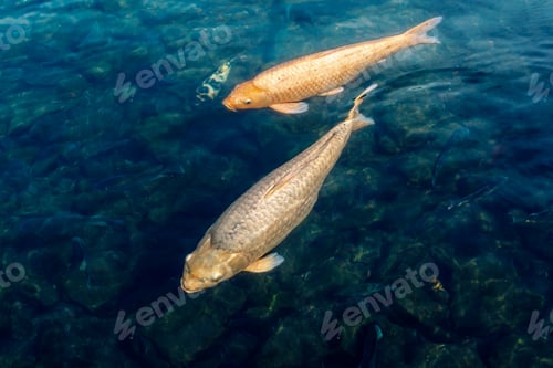 Preview: Two goldfish swim in the blue water with a copy of the space.