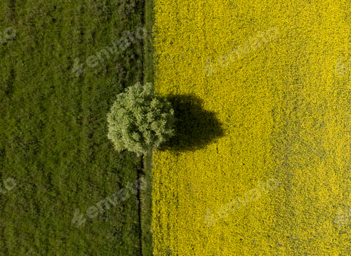 Preview: High angle aerial view of Dramatic two color field with a single tree in Kyrgyzstan.
