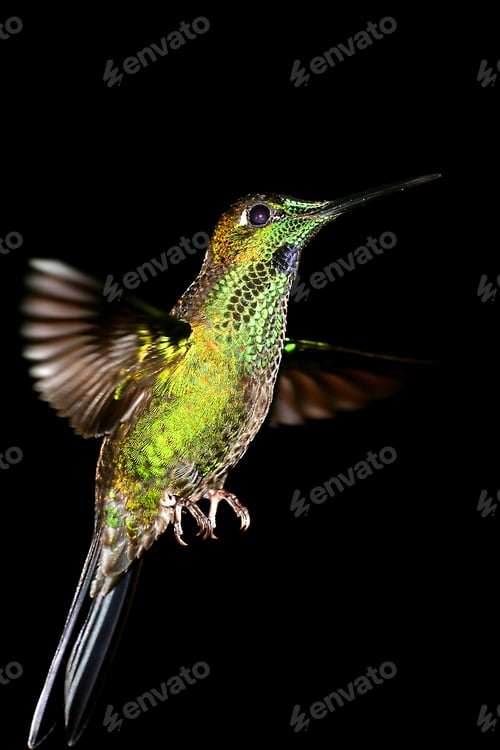 Preview: Hummingbird, Maquipucuna Cloudforest Reserve, Ecuador