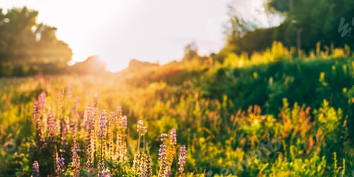 Preview: Panoramic View Of Bloomy Glade Of Wild Flowers Lupine On Summer