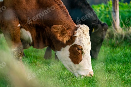 Preview: Dairy cows grazing on lush green pasture
