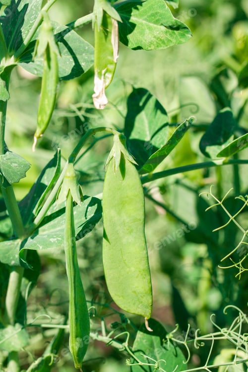 Preview: Green pea plant