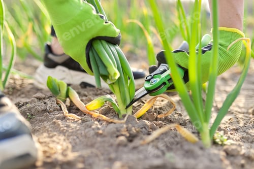 Preview: Hands of gardener cutting green onions in vegetable garden