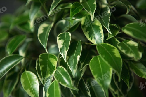 Preview: Variegate foliage of ficus Benjamin in a round pot close-up. Growing potted house plants